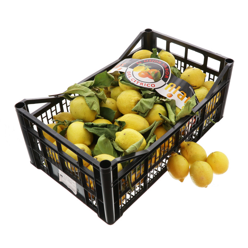 CITRON FEUILLE SANS PEPIN 6KG
